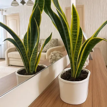Apartment Vytauto 91 *